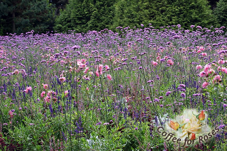 This lovely field was planted with annual blue salvia, dusty miller, dahlias and Verbena bonariensis. I love how the verbena is see-through so you get glimpses of the other plants.