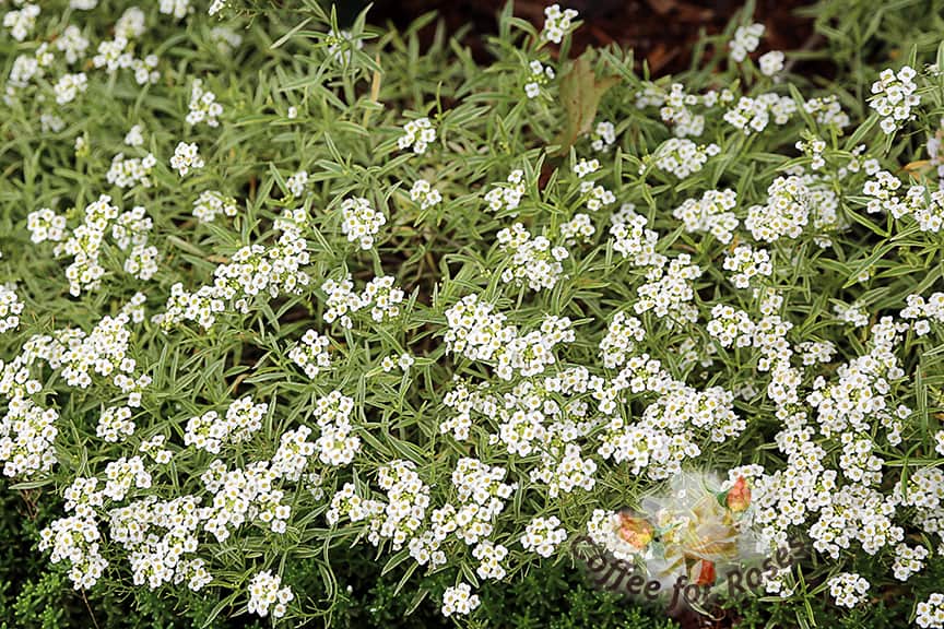 I love Frosty Knight Lobularia. I'm also crazy about the knight's first cousin, Snow Princess. Low, long-flowering, fragrant plants that require no care and even sail through the first few frosts. If you have any sort of event happening in your garden in the late summer or fall, you should plant these varieties of alyssum. 