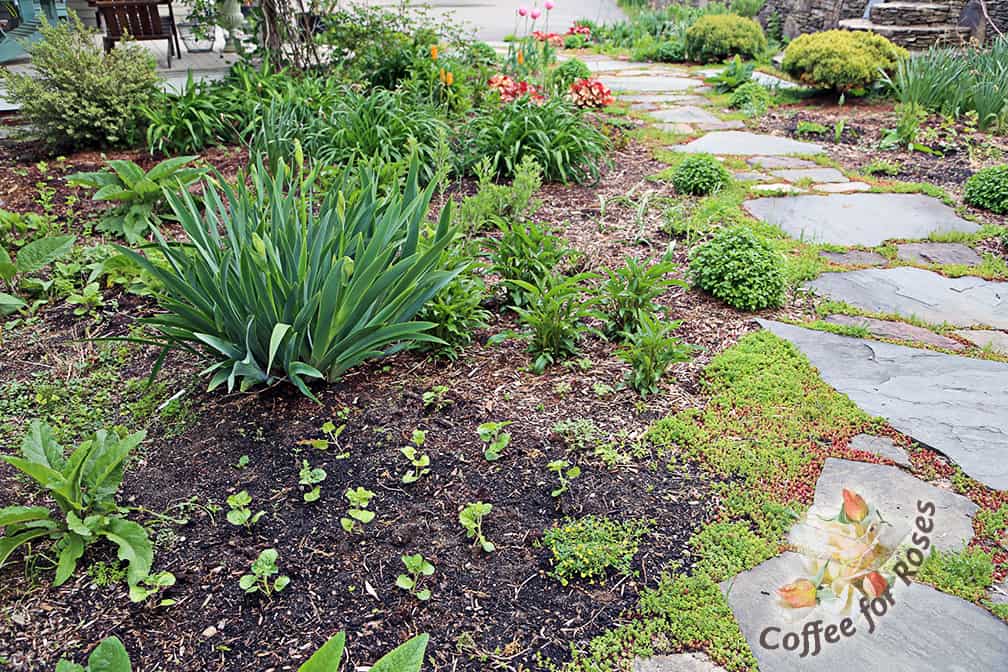 Here is how one section of my garden looks now. These small plants are Ageratum 'Blue Horizon' - they will be about 20 to 24" tall in September and will flower with soft blue blooms all summer and well into the fall.