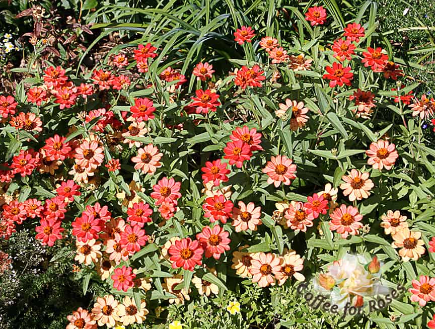 Profusion zinnias come in deep apricot (shown here) as well as white, yellow, pink, and apricot. As the flowers age they become lighter in color, so you get this two-tone effect. Deadhead or not, these are low, round flower-power plants. Full sun, and on the drier side.
