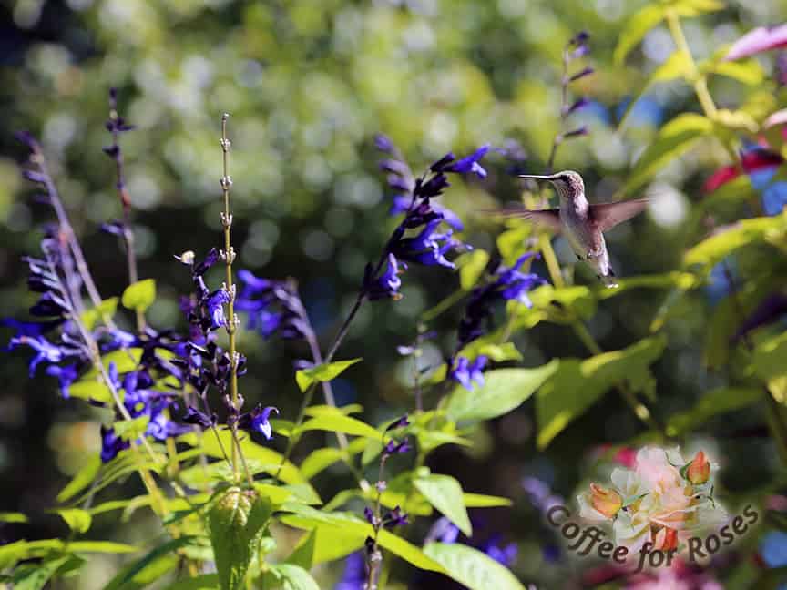Want hummingbirds? Grow Salvia 'Black and Blue.' Put some with any of the lower Agastaches in a large container and you'll have hummers all summer. Black and Blue gets about two feet tall or more and is kind of lanky, which is another reason to grow it with a bushier plant. Snip off the old flowers as they go by to stimulate more blooms.