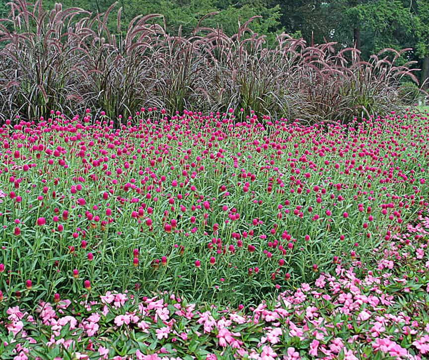 These annuals (red fountain grass, gomphrena, and Catharanthus, aka annual vinca) have been planted in the traditional stair-step bedding scheme. 
