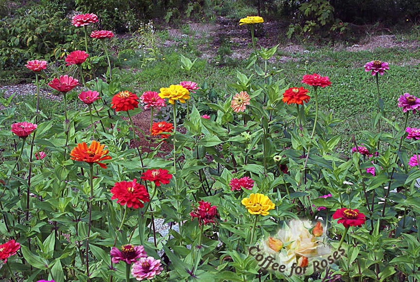 Of course you HAVE to have zinnias if you want cutting flowers. I grow the taller varieties available from Renee's Garden Seeds. 