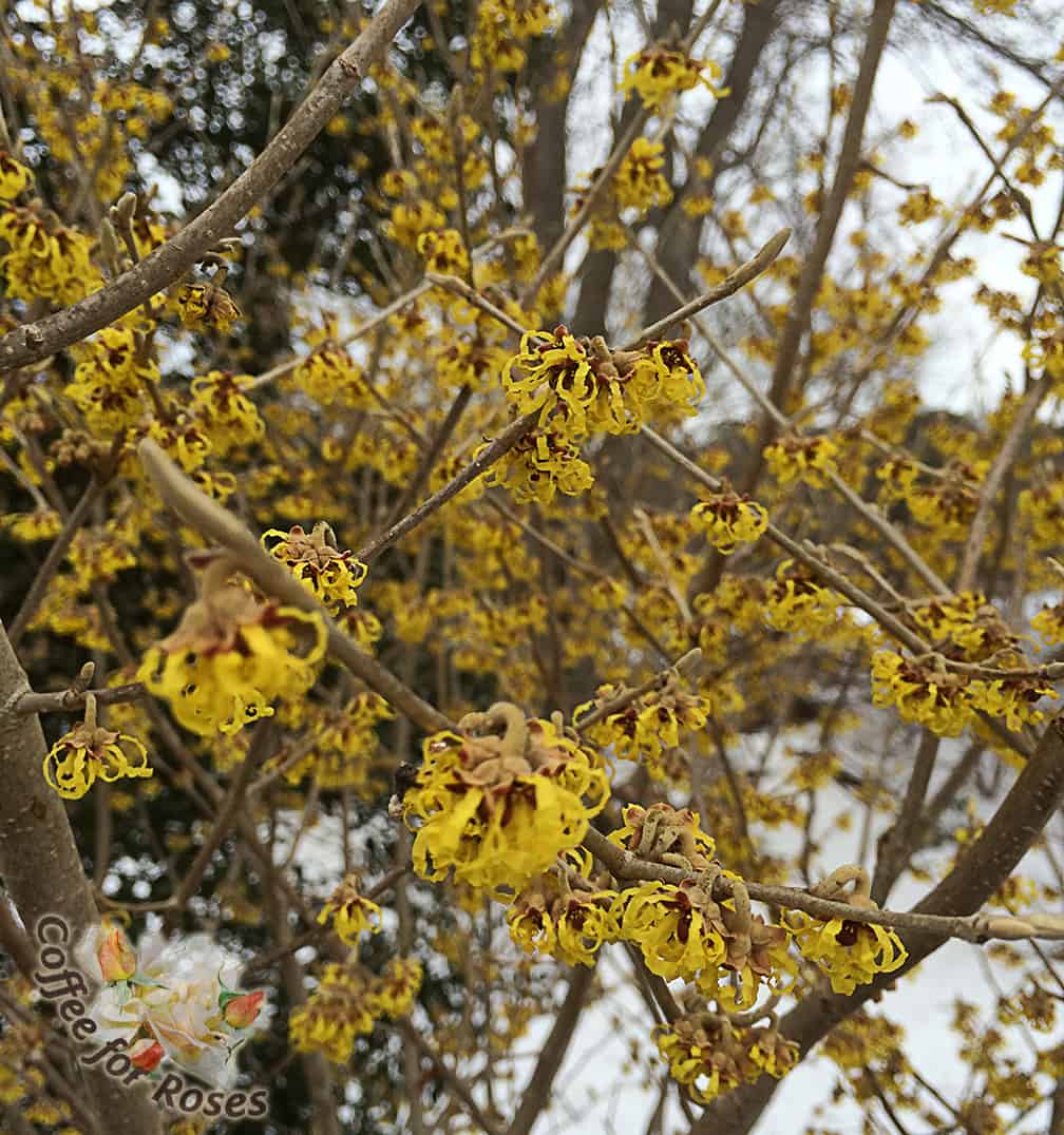 What I love most about the witch hazel flower is that they look like bunches of ribbons. On warm days these petals unfurl in celebration of the promise of spring. 