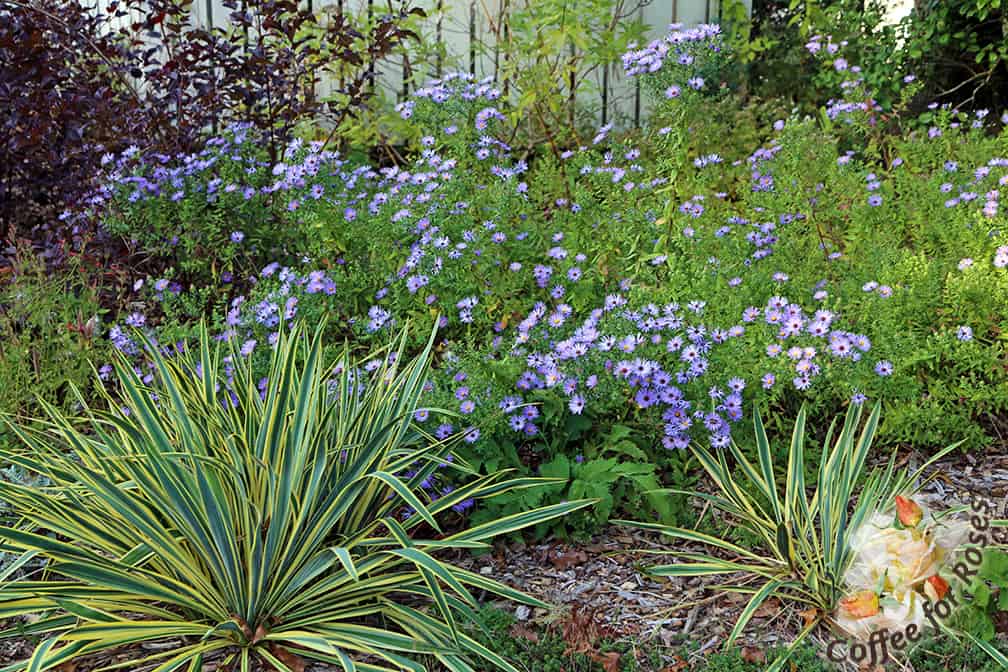 I don't shear these same asters in my dry garden. They range in height from 2 feet to almost 3 feet tall and have a looser look to them that I prefer in this bed. This garden gets about five hours of sun in the middle of the day, and only occasional watering.