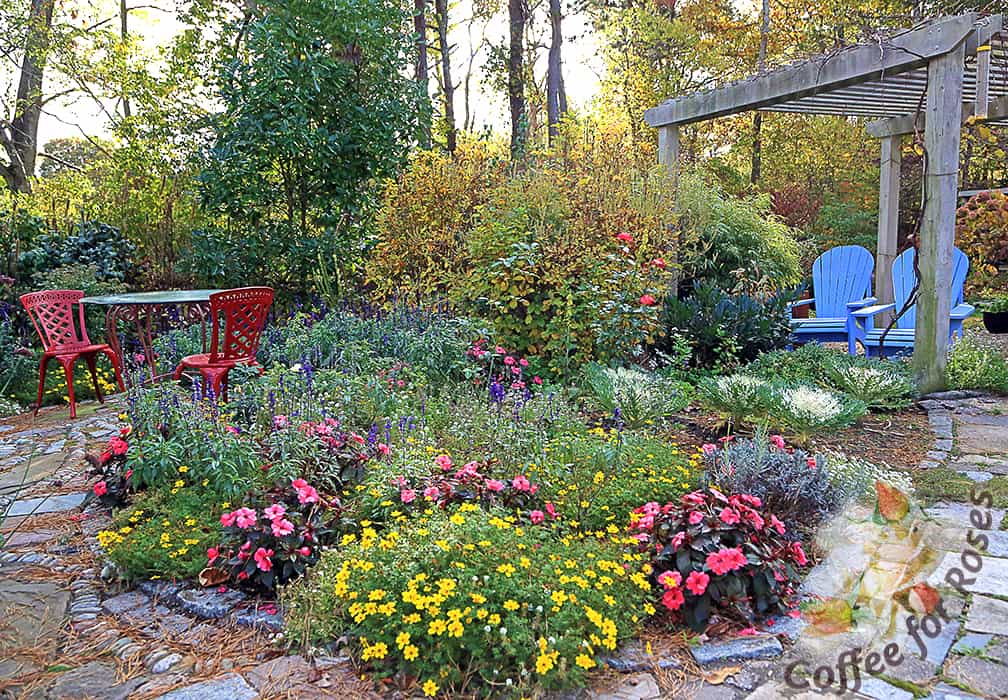 This is how my Bidens Goldilocks Rocks looks on November 1st.  Pretty darn nice, right? It was planted in this garden with Sunpatiens, Victoria Blue Salvia and Frosty Knight Lobularia. COLOR ALL SUMMER AND INTO THE FALL! 