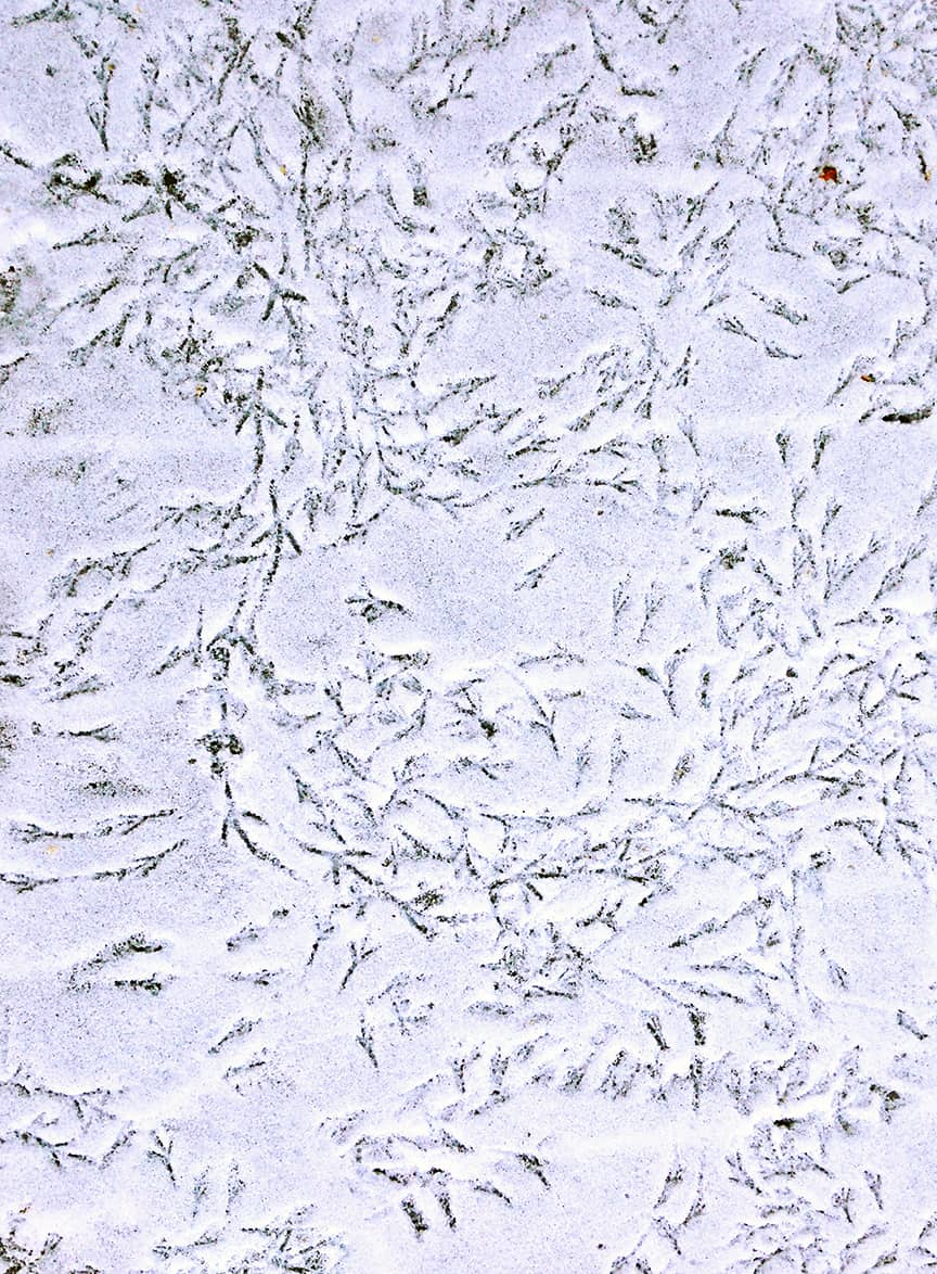 Bird Print Messages in the Snow