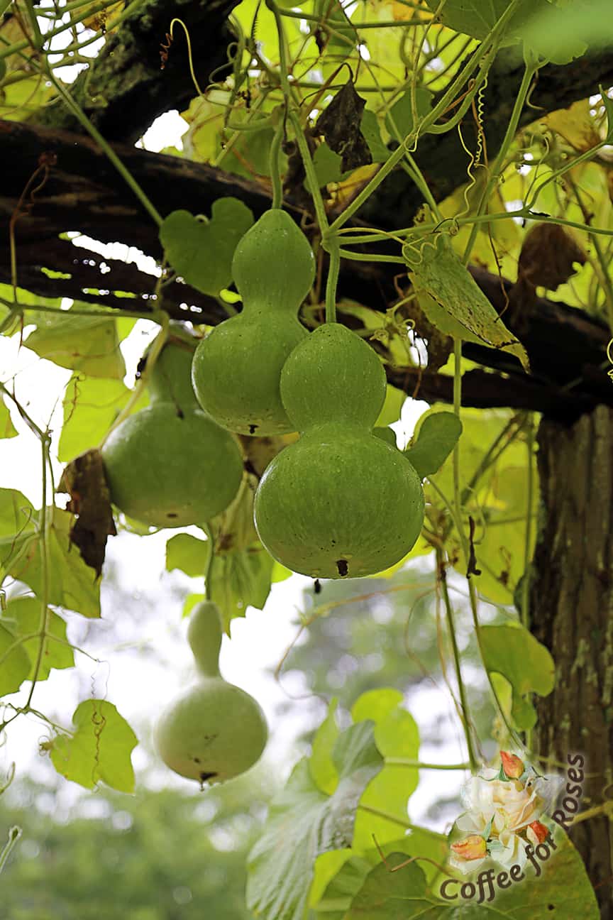 I Love Birdhouse Gourds