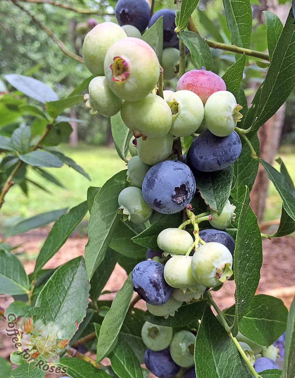 Picking ripe blueberries is one of the pleasures of mid-summer. 