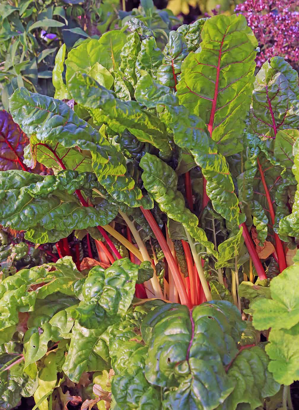 And as this photo shows, chard is also very ornamental. How can you NOT grow this plant???