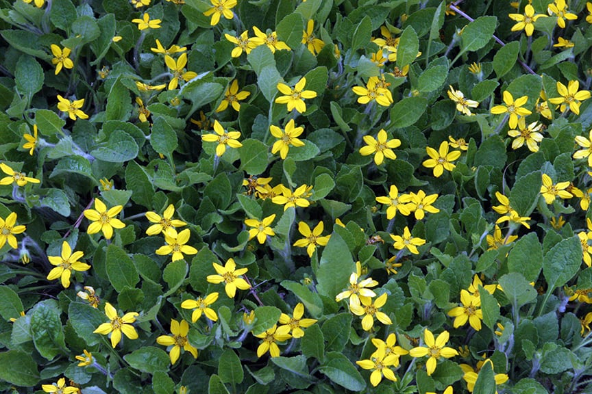 Looking for a native ground cover for sun to part-shade? Want a perennial that grows well in very wet areas? You need Chrysogonum virginianum, aka "green and gold." It flowers fully in spring and early summer and produces a few blooms later in the summer. Hardy in zones 5 to 8. Out competes weeds and is a low-growing favorite for perennial gardens and wet areas.