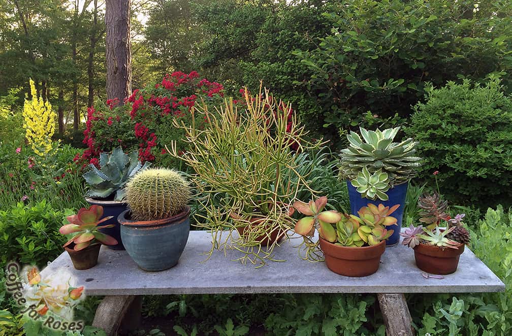 This display separates the colored pots and the varieties of foliage so that contrasting containers and plants are next to each other. 