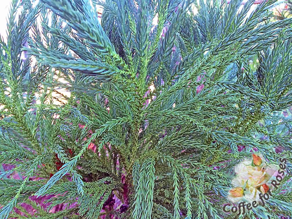 The texture of the foliage is unlike most other evergreens.