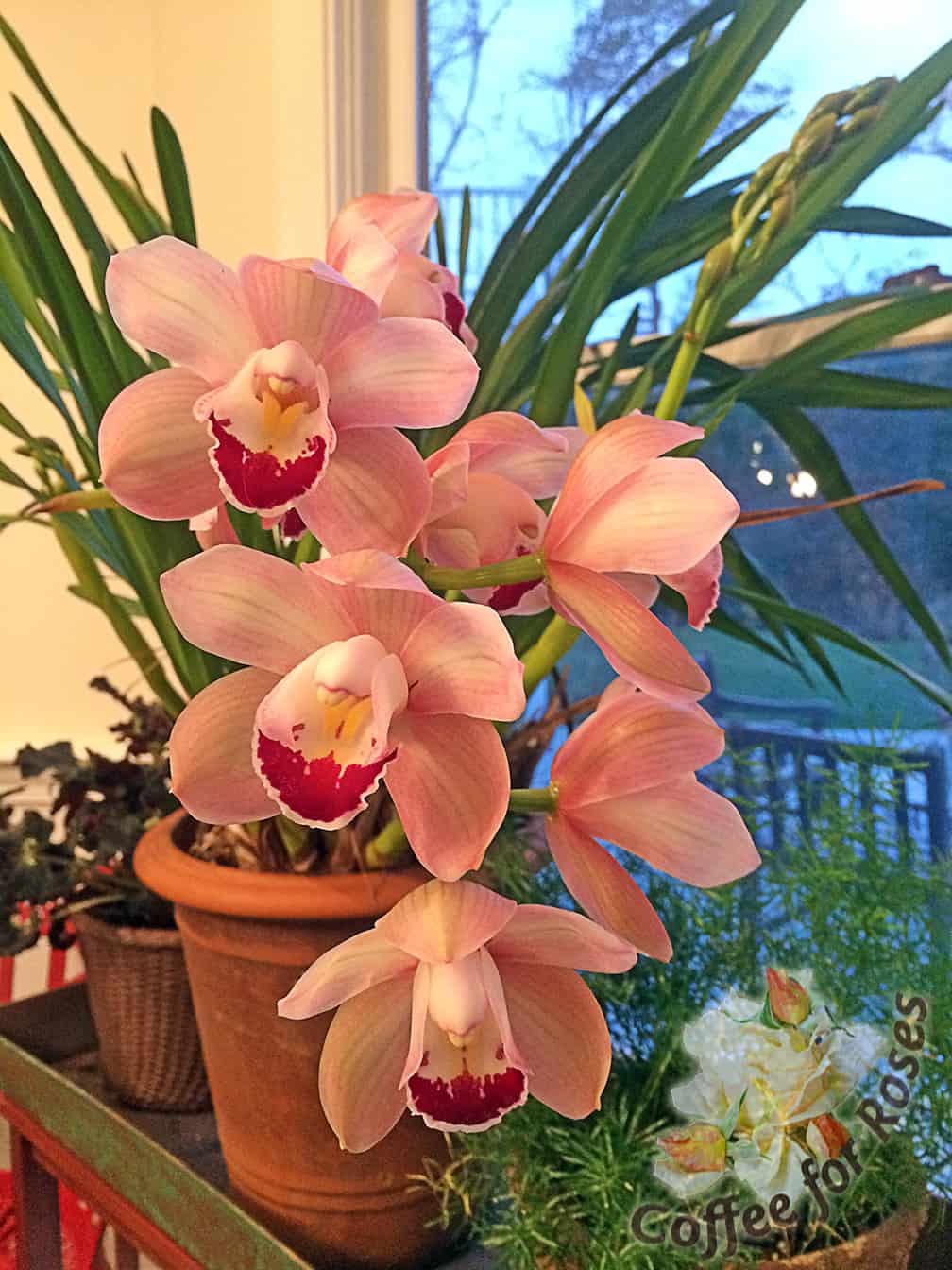 This Cymbidium has just come back into flower for me. It has five bloom spikes this year! 