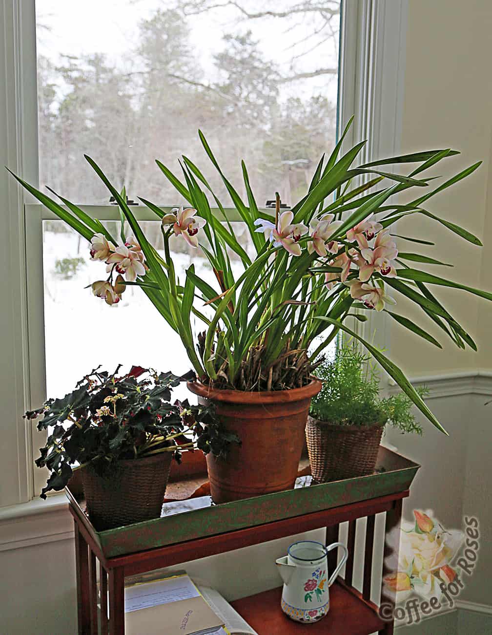 This Cymbidium had four bloom spikes this year! It's in a northern facing window now, and it has been in flower since late-December.