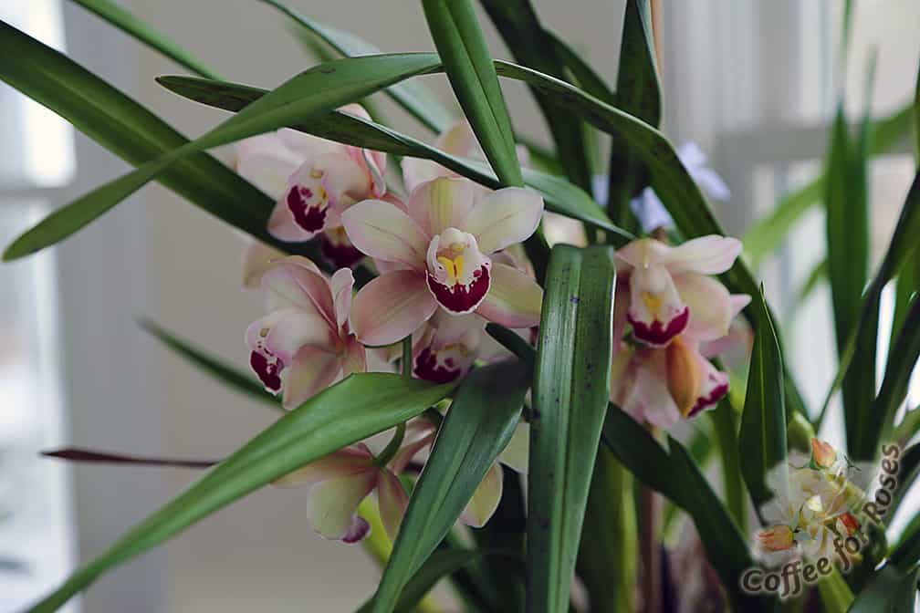 I especially love the pink and green shades of Cymbidium flowers. They almost look wax-like, don't they? 