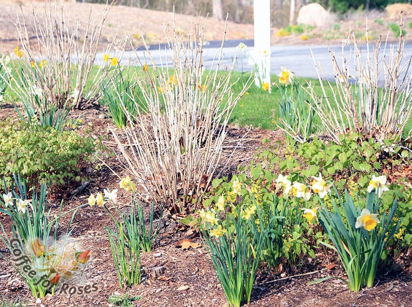 Why Don’t My Daffodils Bloom Anymore?