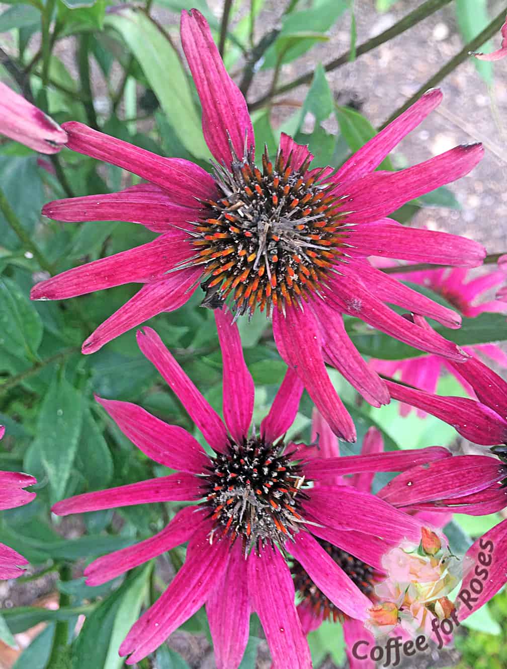 As the larvae feed they push their poop, also known as frass, out of the cone. Suspect that you have this pest if the cones of your Echinacea look muddy, dirty or have blackened areas.