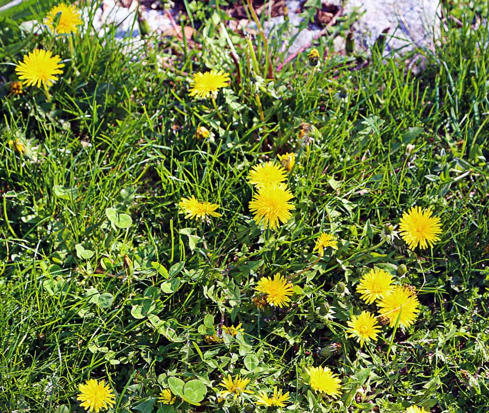 This is what I choose for my lawn to look like. Grass, clover, dandelions and assorted weeds. I suggest that the era of the mono-culture lawn is dead.