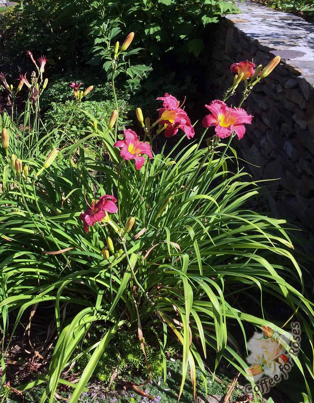 This plant shows how much better early flowering daylilies look once those stems and seed pods are removed.