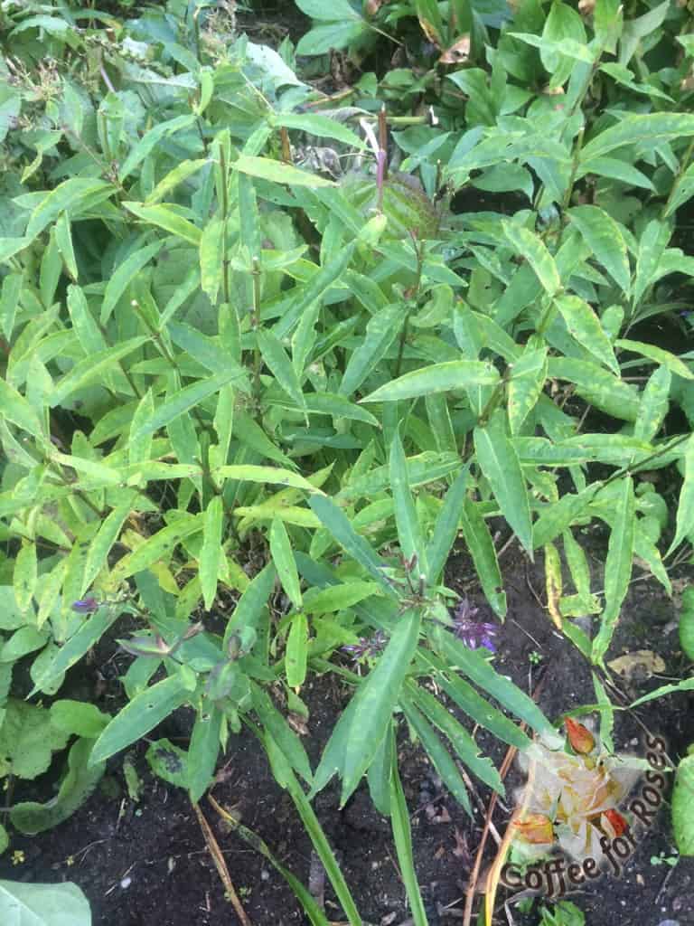 Deadheading Summer Phlox Coffee For Roses