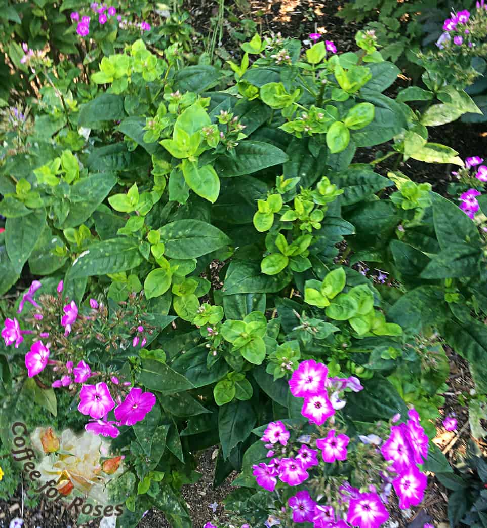 Here is a Volcano Purple With White Eye Phlox that has been deadheaded about two weeks ago. You can see that this plant is already growing new leaves and buds. In late August this plant puts on a huge new show of flowers. In my gardens the Volcano Phlox are best at repeat flowering after deadheading. 