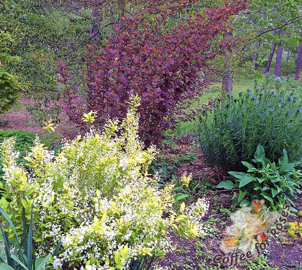 Purple and lime green are the perfect combo, and in my garden it's the mix of Deutzia Chardonnay Pearls and Center Glow Physocarpus (aka nine bark) that has my heart beating faster.