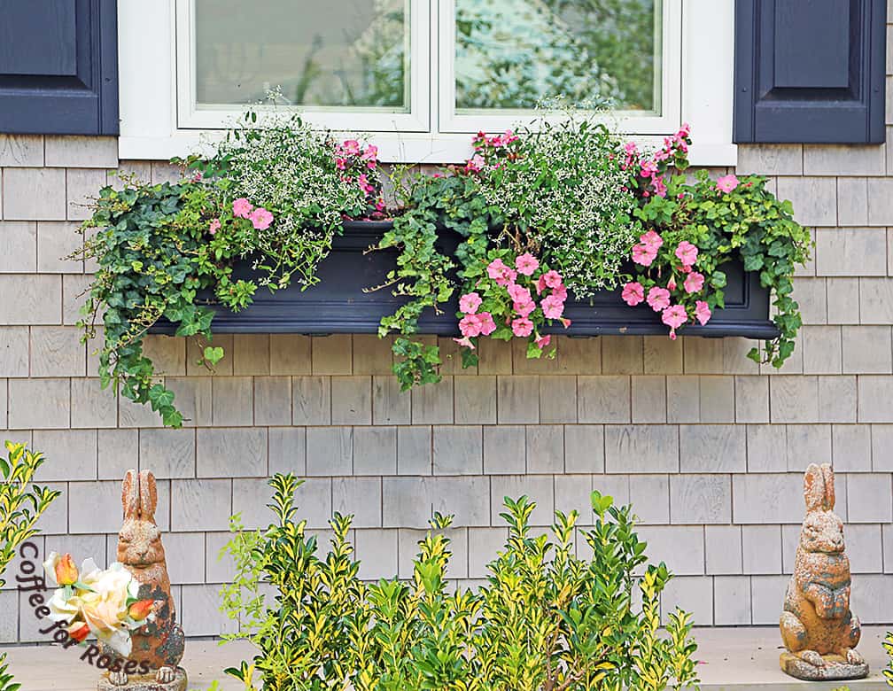 This window box was simply planted with pink petunias, Diamond  Frost and green ivy on an eastern facing wall and for the summer and through September it has been lovely.
