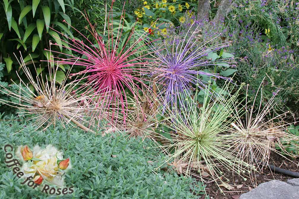 Bet you didn't even see the hose in this garden, right? The gardener used these painted seed heads to call attention to the bare area with soaker hose....which makes both those things it disappear.
