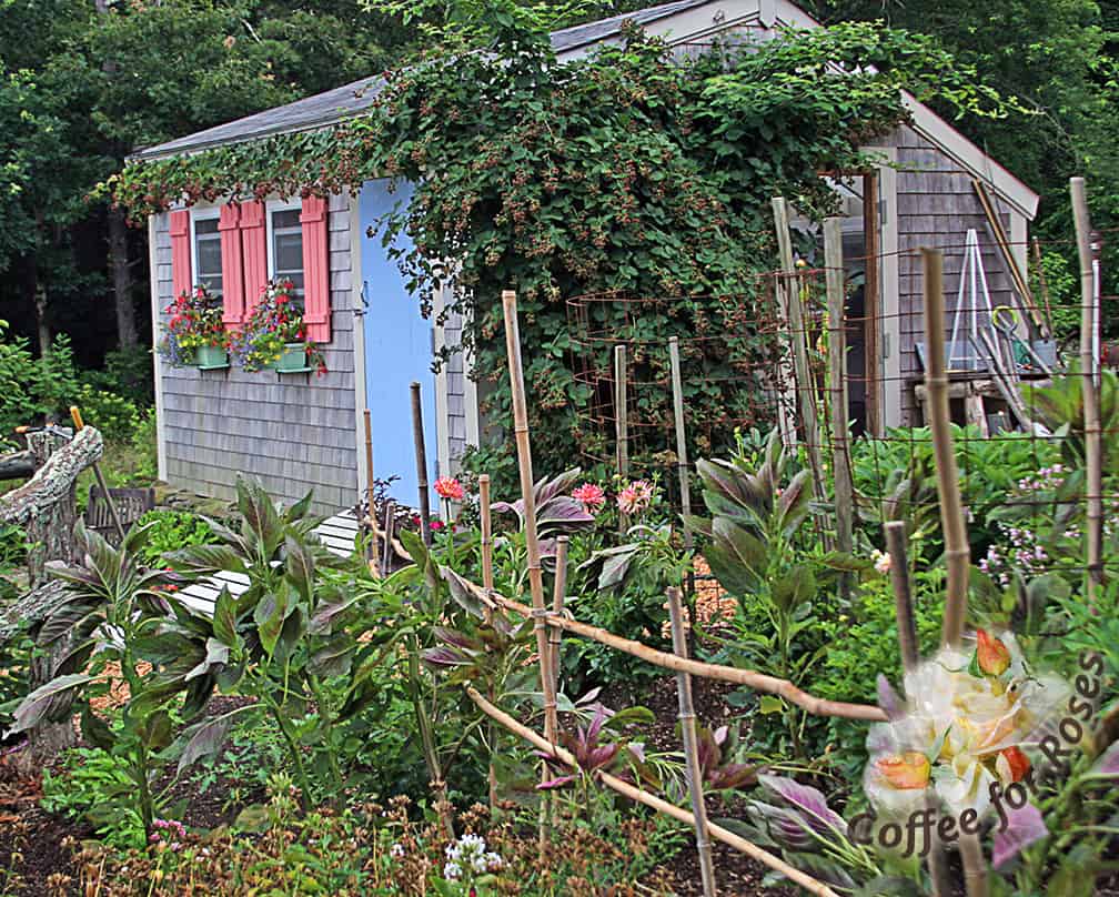 This shot shows the body of the plant on the west side of the shed. It's in a location that is partly shaded by trees in the afternoon, so this is definitely a part-shade situation. 