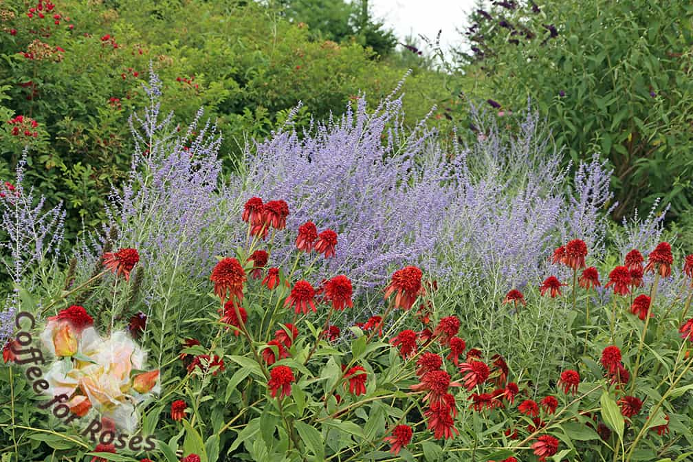 These two perennials flower later in the summer and combine well in the garden as they do in arrangements. Echinacea 'Hot Papaya' is growing in front of the lavender Russian sage (Perovskia atriplicifolia)