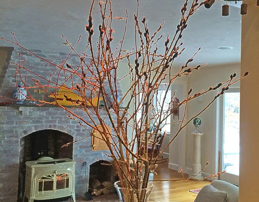 Forcing Branches For Spring Celebrations