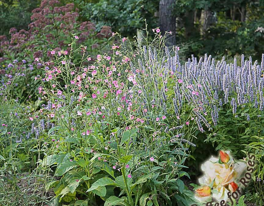 I Love Nicotiana mutabilis!