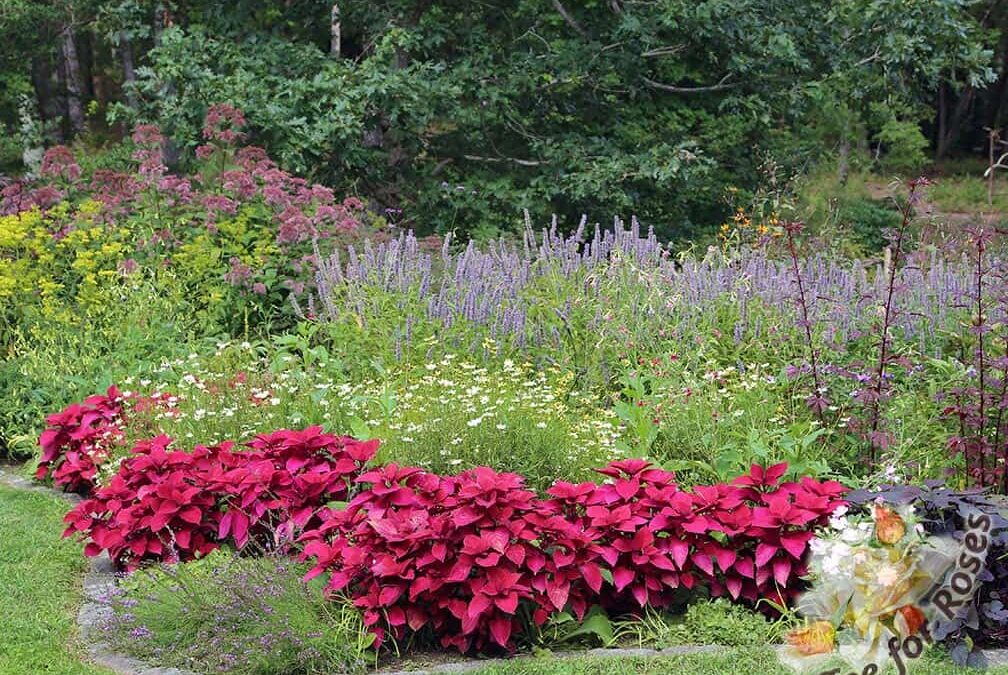 I Love ‘Red Head’ Coleus