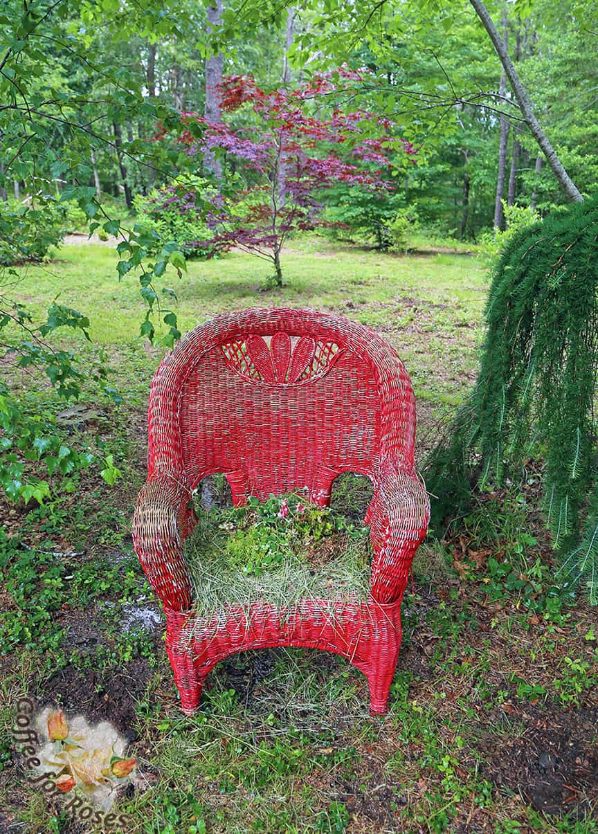 Planting an Old Wicker Chair
