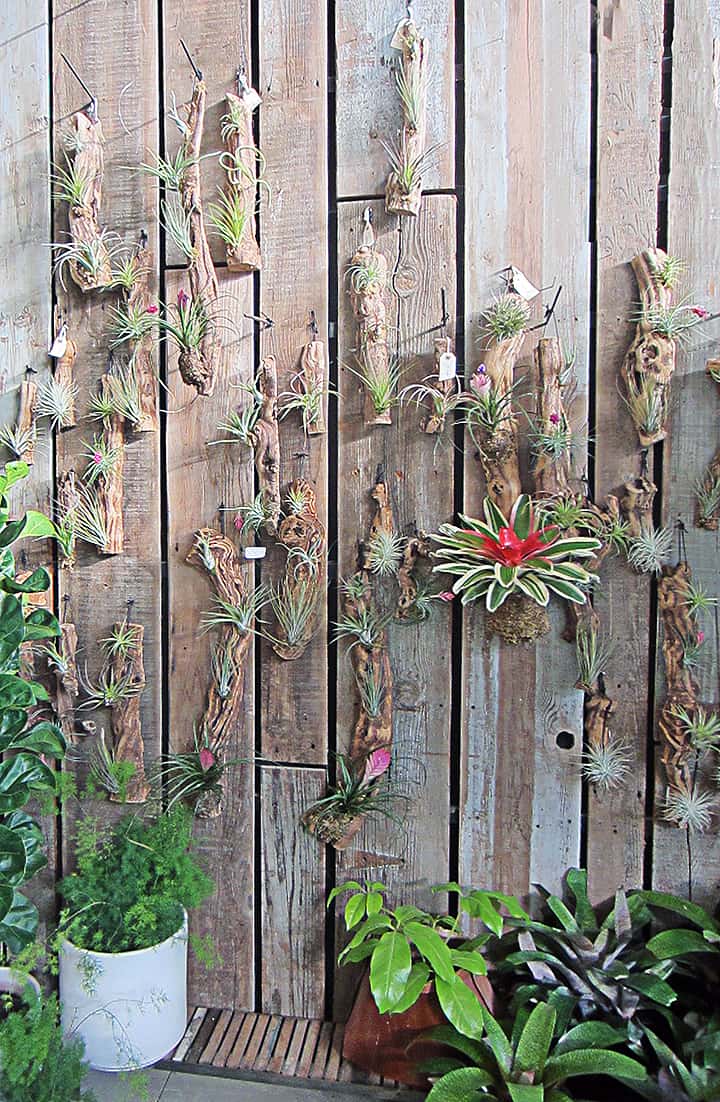 These Tillandsia plants blend perfectly with the driftwood that they're displayed on at Flora Grubb Gardens. I'm jealous that those who live in Northern California can hang these on their porch, patio and terrace year 'round.