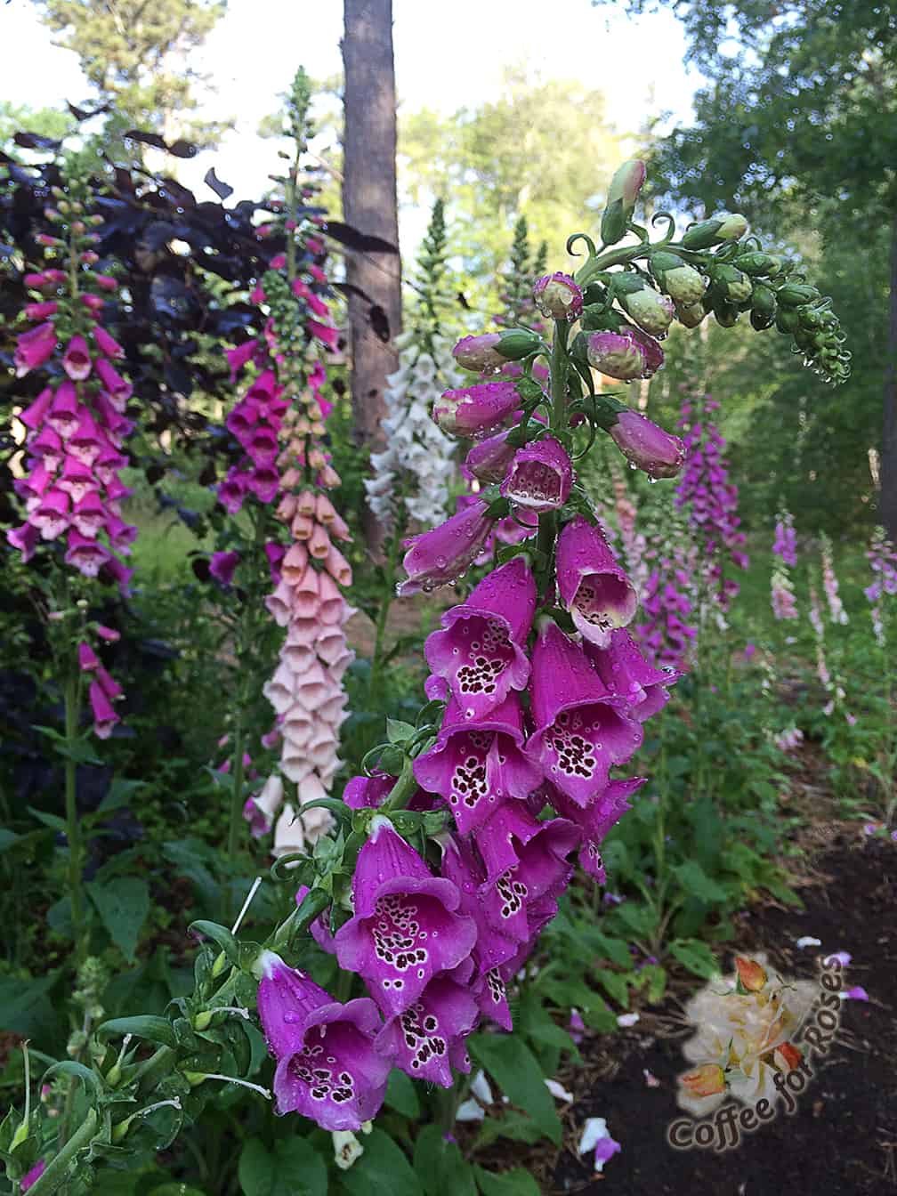 Now on to more pleasant June sights. Foxglove. Love them. 