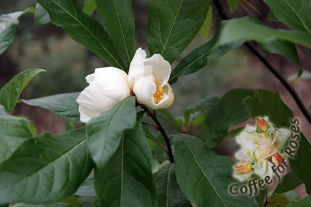 How could you not love these white, Camellia-like flowers? They are showy, fragrant, and long lasting.