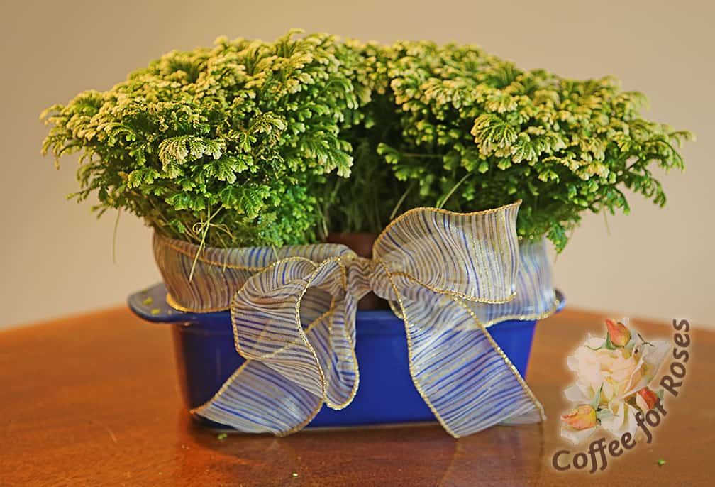 Two pots of frosty fern were great in a ceramic bread loaf pan...a nice hostess gift when a bow is added.