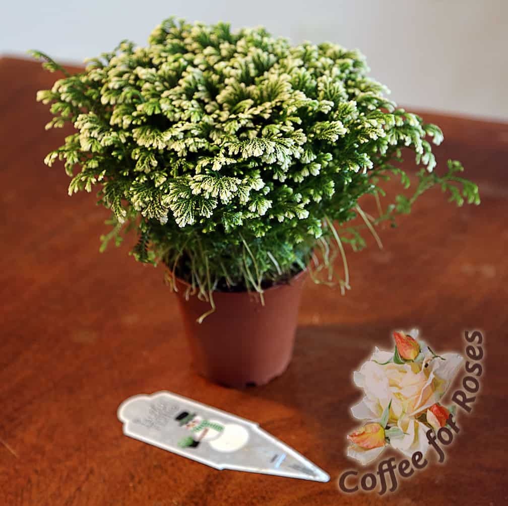 Here is a Selaginella krausianna variegatus that I bought at the garden center. As is it is a delightful plant, but I found that there were many ways to dress it up for myself or as a gift.