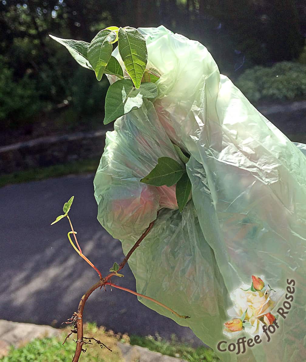 Pull the plant out of the ground. With your other hand, avoiding the roots and leaves of the PI of course, take the edges of the bag and pull them back over the plant you've just pulled so that the poison ivy is not contained in the bag.