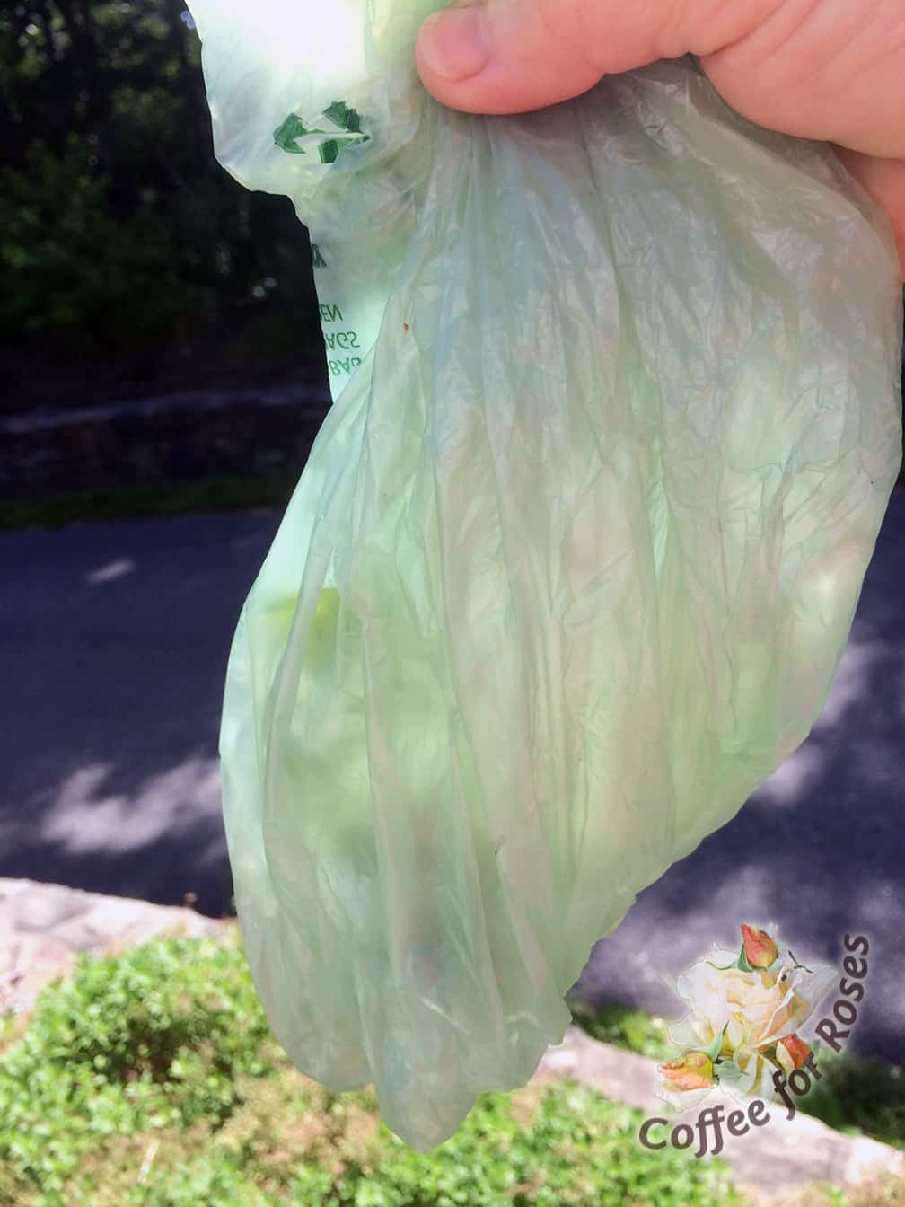 Now you have the plant inside the double bag and it hasn't made contact with your skin. Throw it in the garbage.