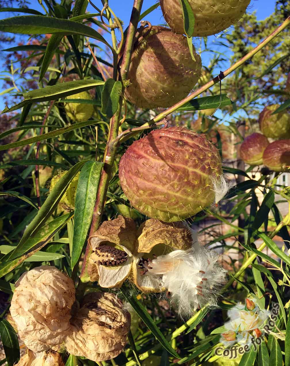 Gomphocarpus physocarpus, aka "fur balls" sails through the first frosts. The seeds burst out of the hairy pods and you immediately know that this annual is in the milkweed family. These pods dry well for indoor arrangements... and who can resist saying that they are growing "hairy balls" in the garden?