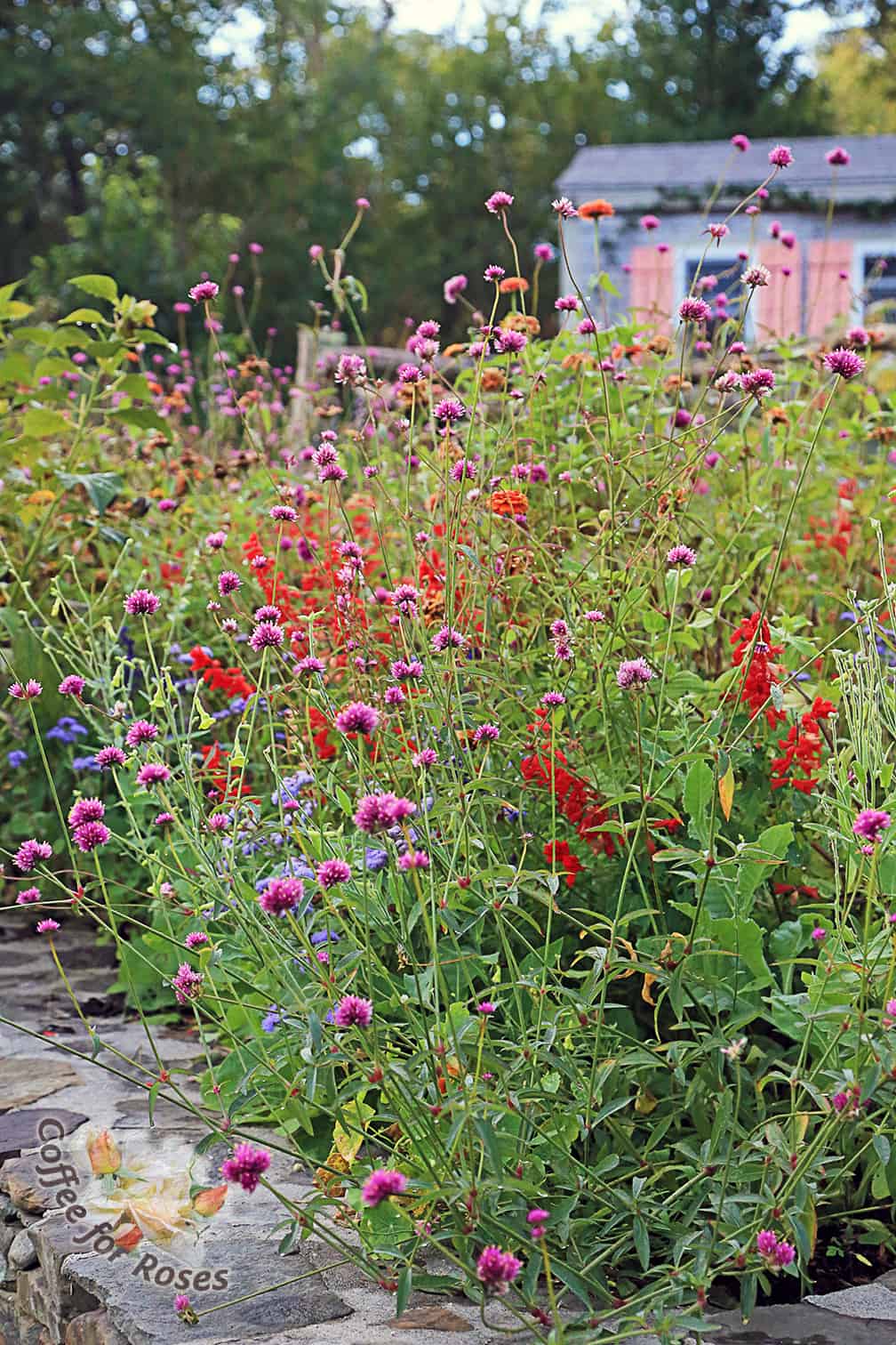 This past year I planted Annual Alley with a variety of six pack varieties along with others such as Gomphrena Fireworks that I grew from seed. I love the way the round pink flowers of the Gomphrena contrast with the spiky red salvia.