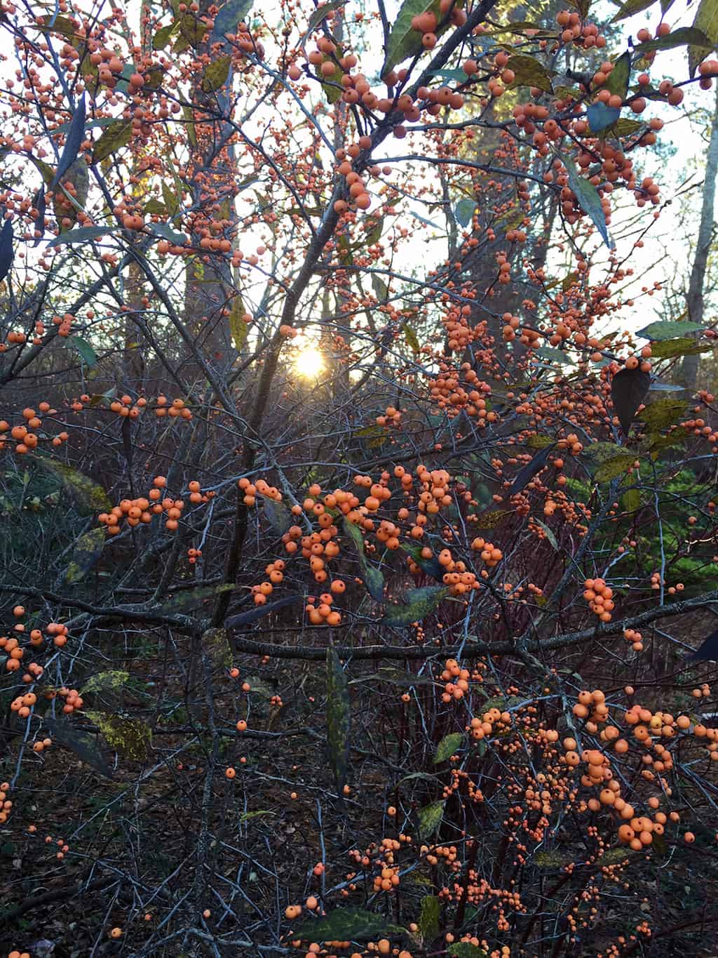 The berries of 'Winter Gold' are actually peach in color. Love it...