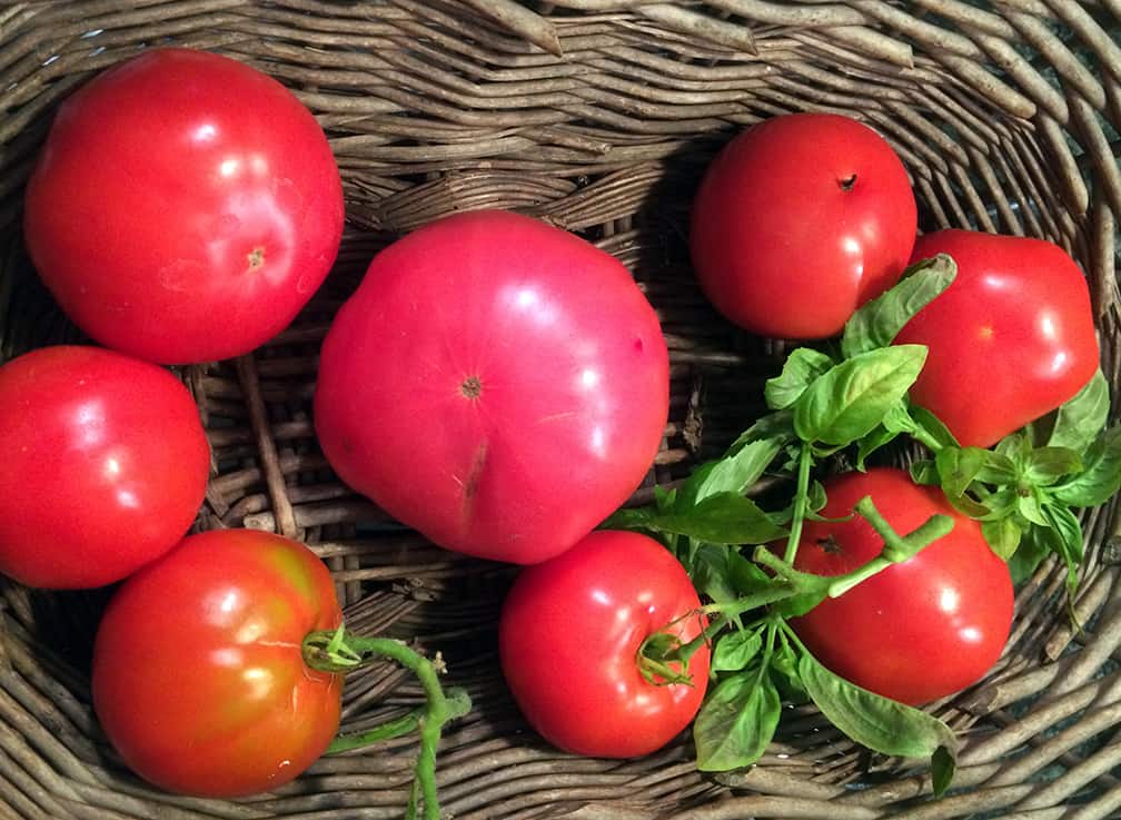 But for every spotted tomato we pick several that are undamaged. This basket of perfect fruit was picked at the same time as the blighted tomato in the photo above. They are delicious, and beautiful, and worth all our efforts in growing them. 