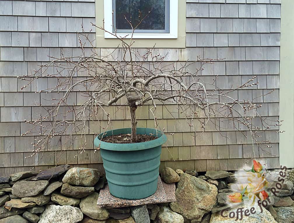 I was given a gift of a small pussy willow tree about ten years ago. It's been growing in a pot left outdoors ever since. This plant shows off best when elevated, however, so we have it perched on the rocks near our garden shed.
