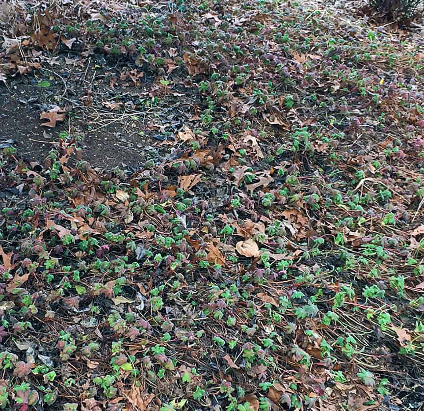 I'm raking areas where leaves and other debris have gotten caught all winter. This Geranium macrorrhizum is one of my favorite ground cover plants. I don't worry about getting every single leaf out - this area has been raked and is clean enough for my standards.