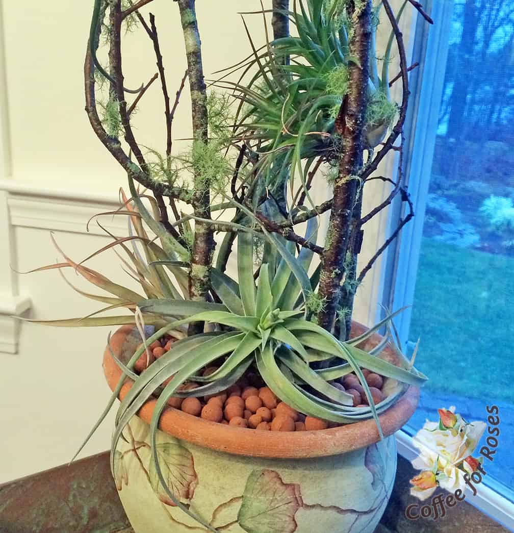 I put some of the Tillandsia down low, on the Hydroton, and others in and among the twigs.