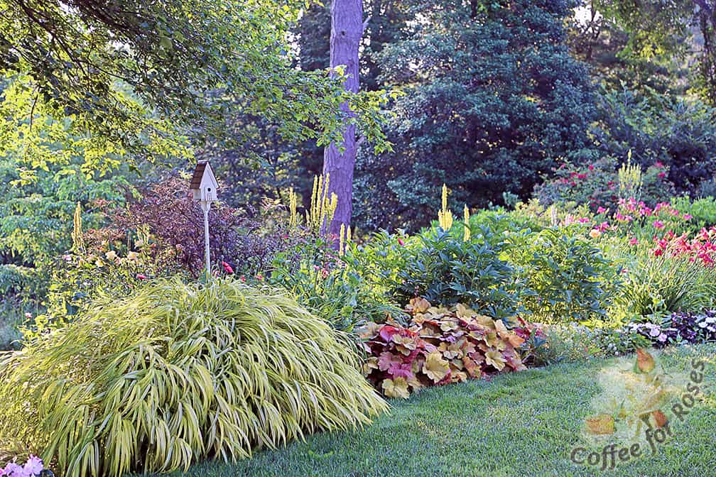 Use this grass in part-shade when you want a butter-yellow color from spring to hard frost.